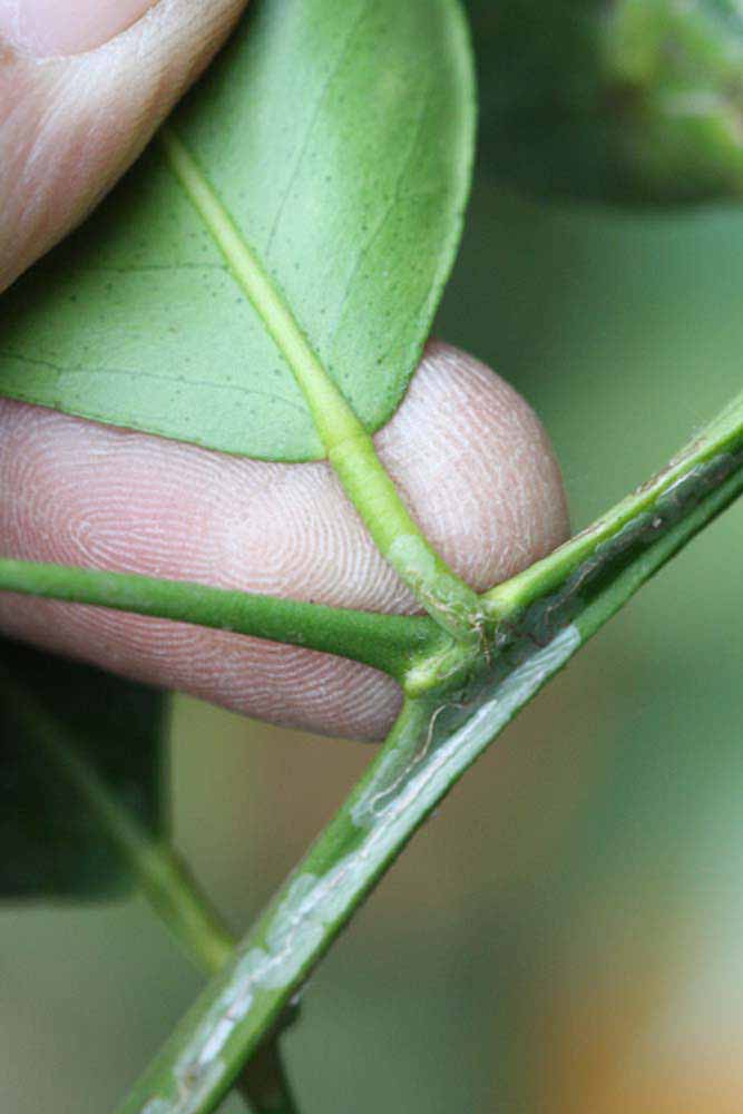            Petiole (Riverside, CA)   